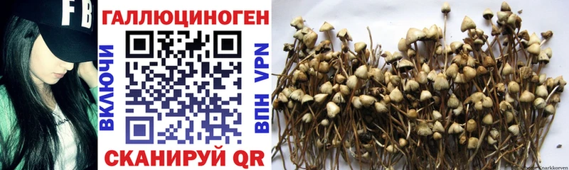 Псилоцибиновые грибы GOLDEN TEACHER Можайск